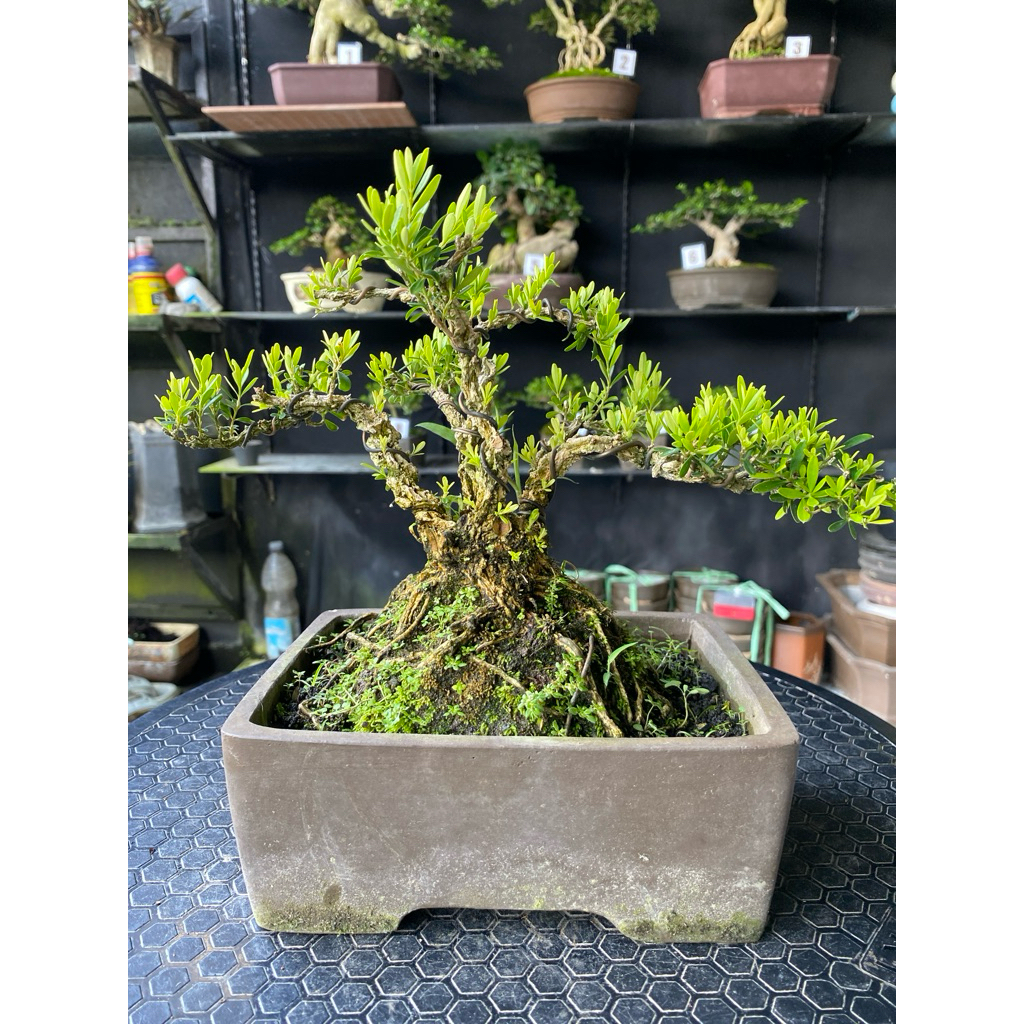 bonsai Boxus