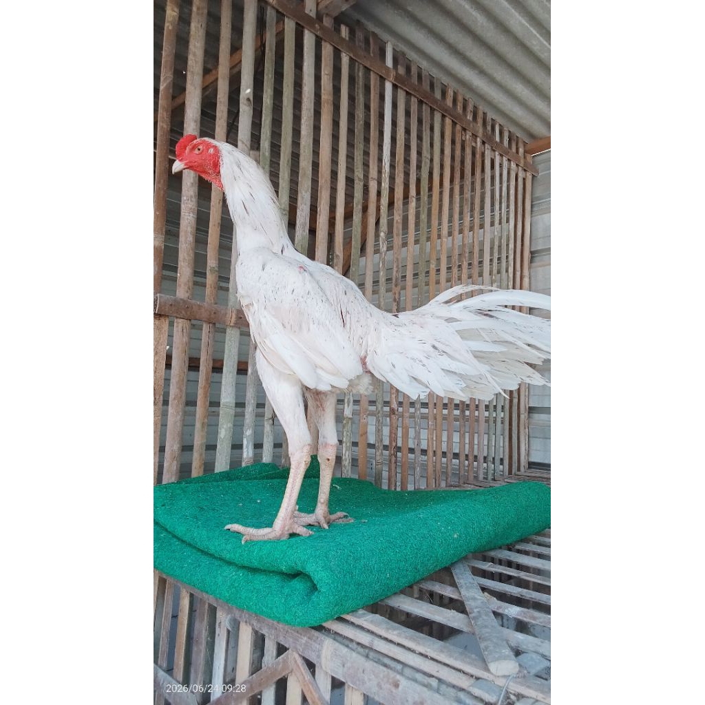 Pakhoy White King 7 Bulan Brakot