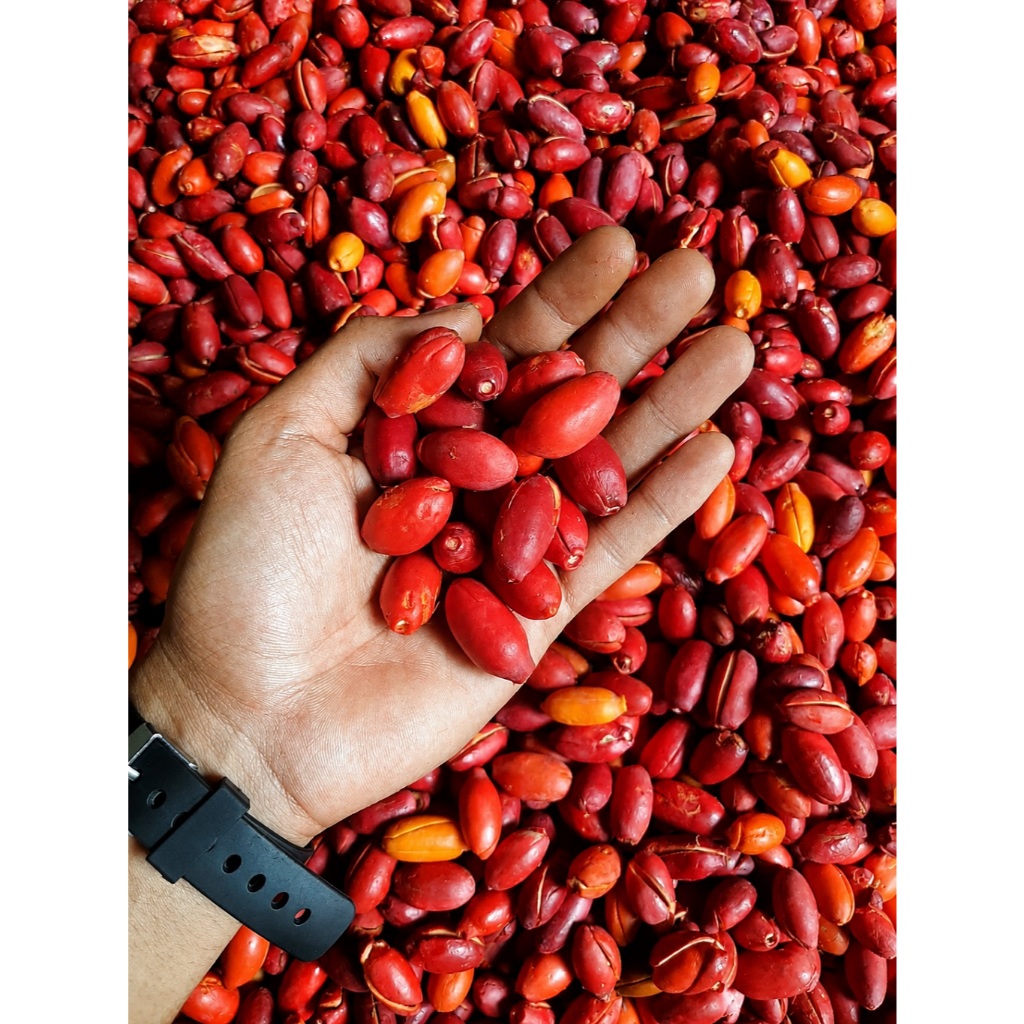 Kulit Melinjo Merah Fresh
