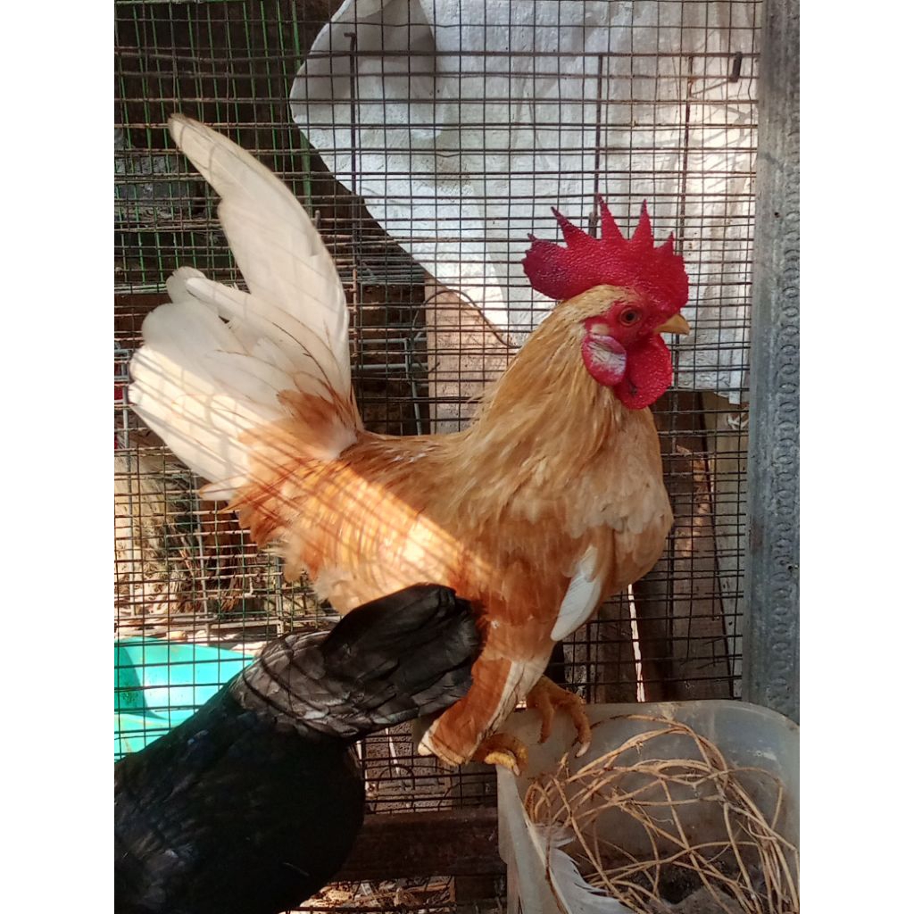 Ayam kate jantan dewasa