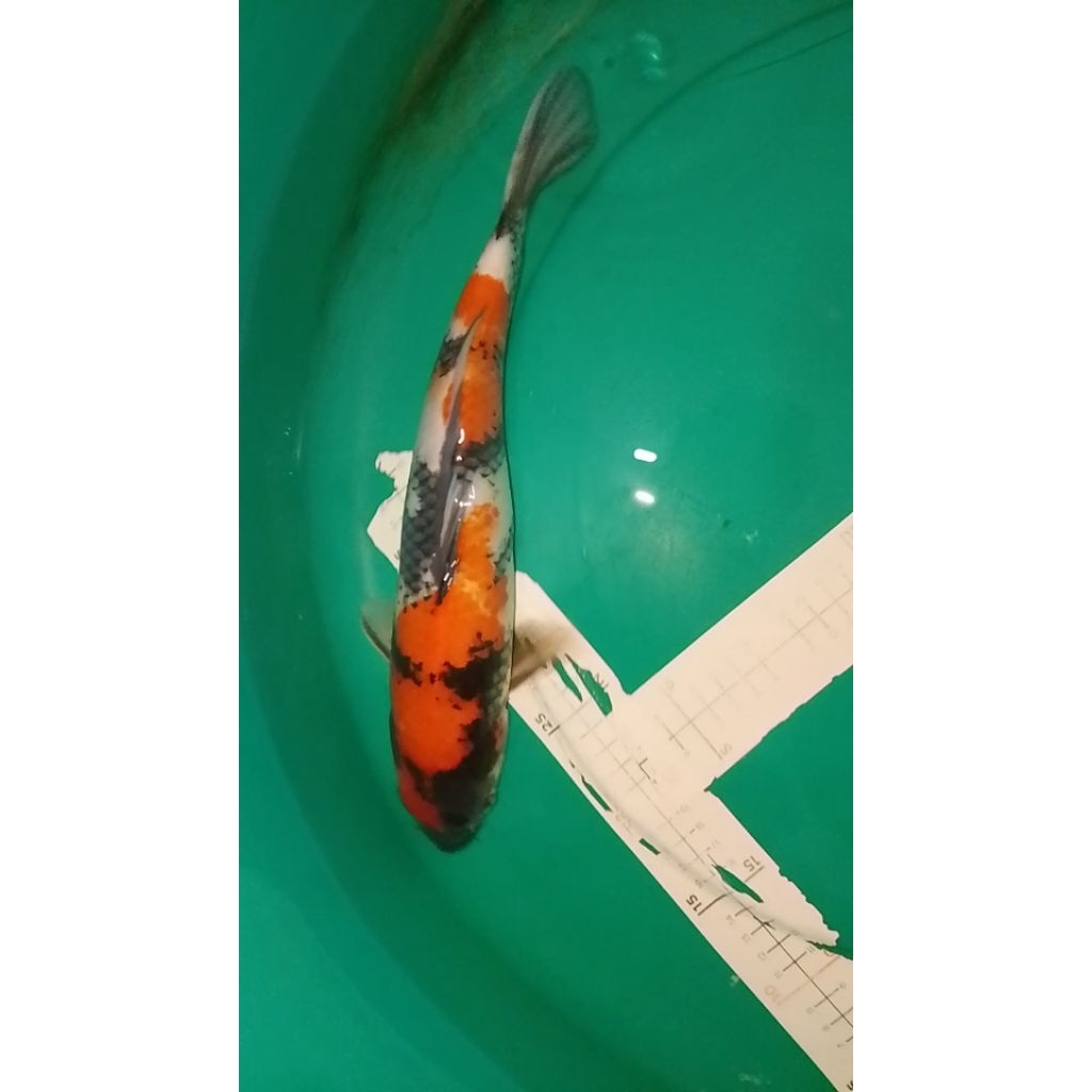 Ikan koi jenis Showa 33cm Pola Bagus
