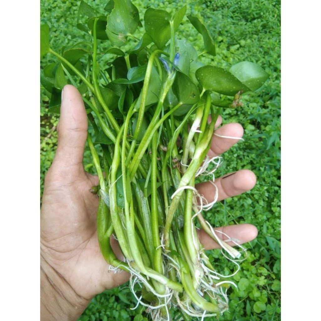 Bibit sayuran eceng sawah 10pcs