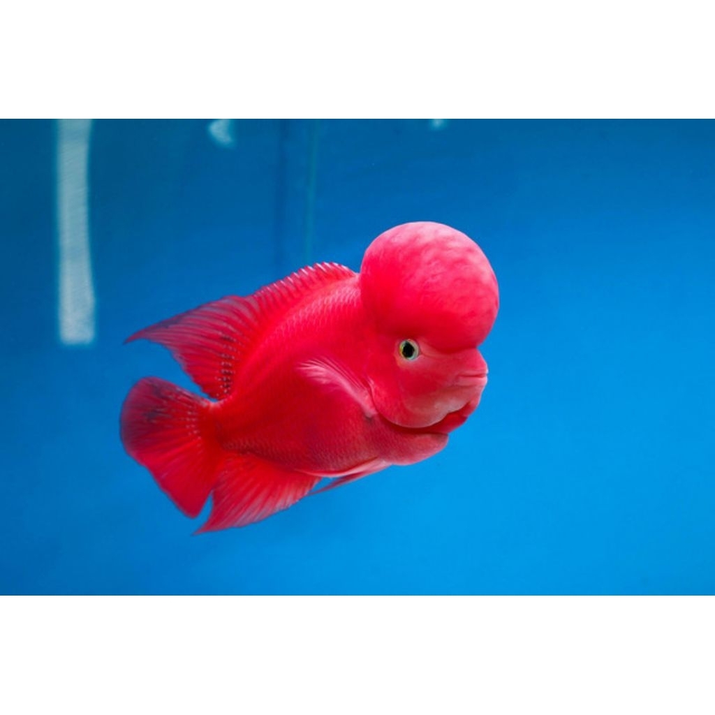 Burayak Louhan SRM Super Red Monkey Thailand, Warna Merah Menawan, Asli Thailand, Kualitas Unggulan 