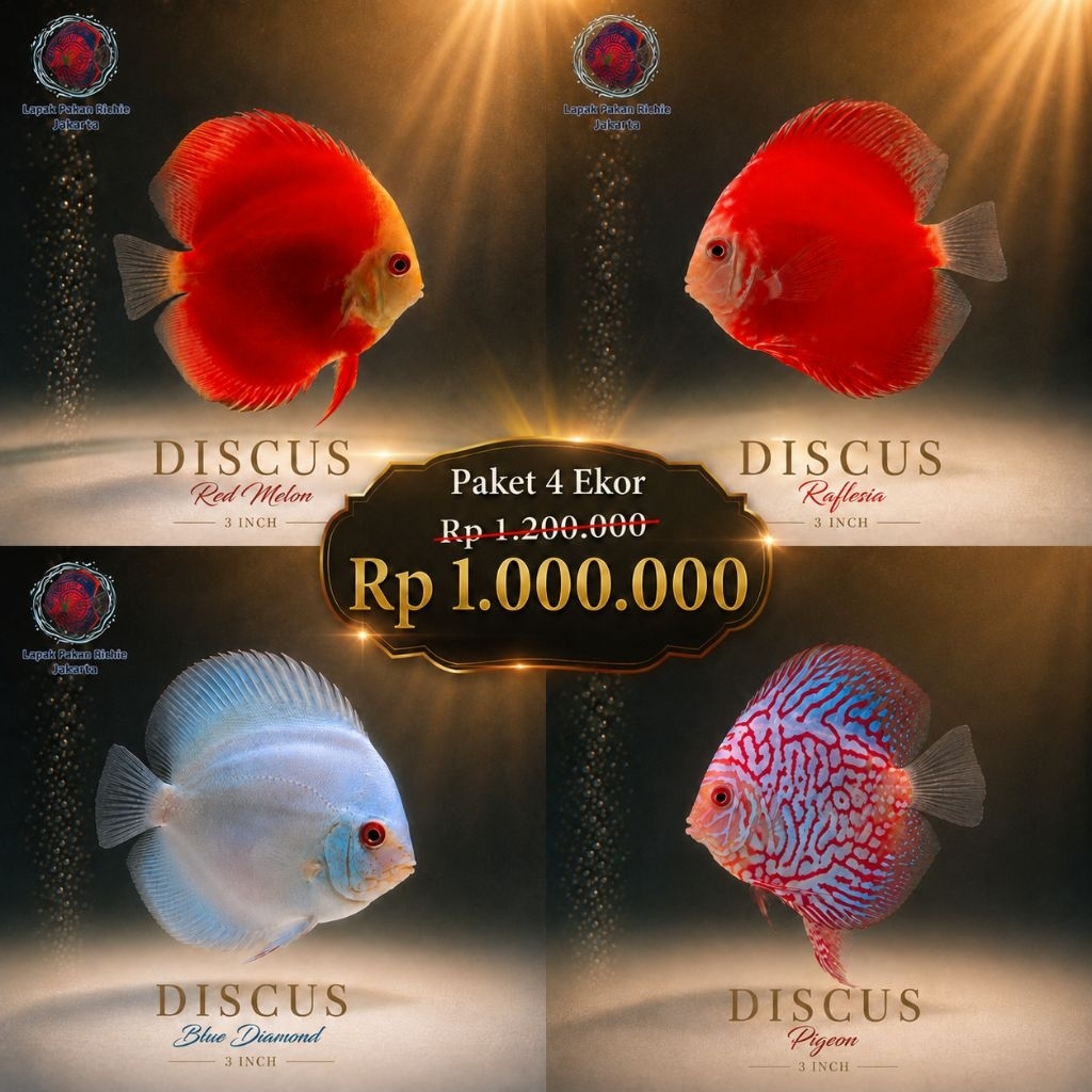 Promo Paket 4 Ekor Ikan Discus 3 Inch Premium – Red Melon, Rafflesia, Blue Diamond & Pigeon | Ikan H
