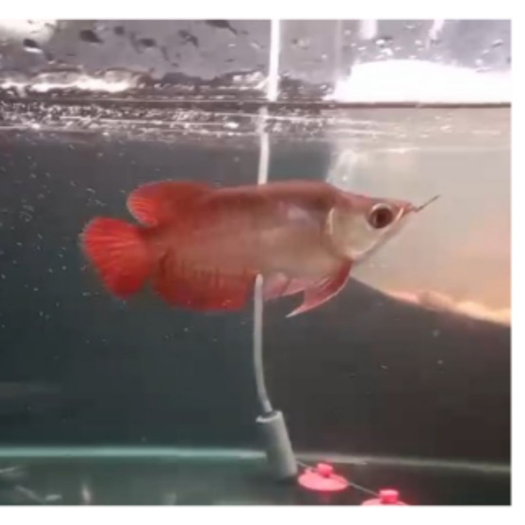Ikan Arwana SR Semi King