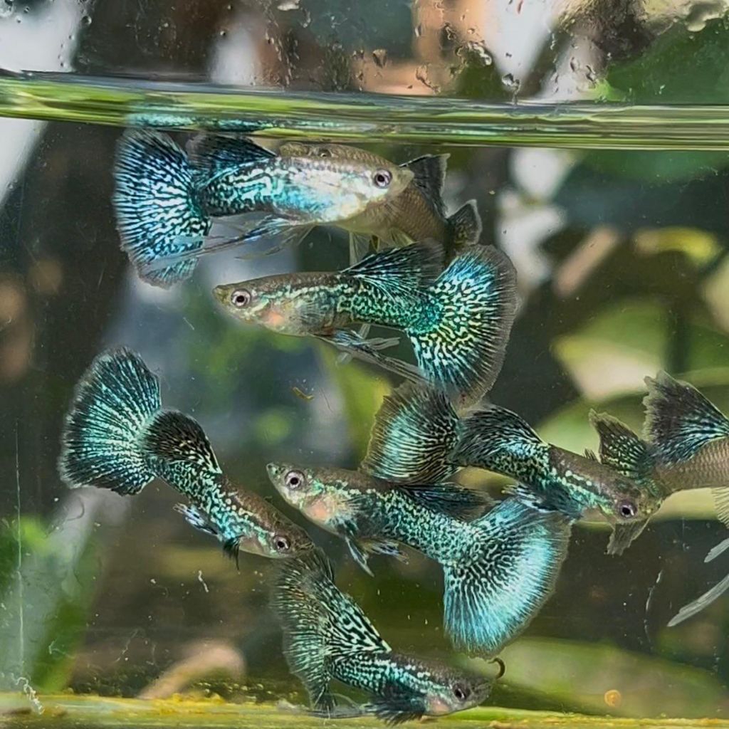 guppy green dragon ribbon