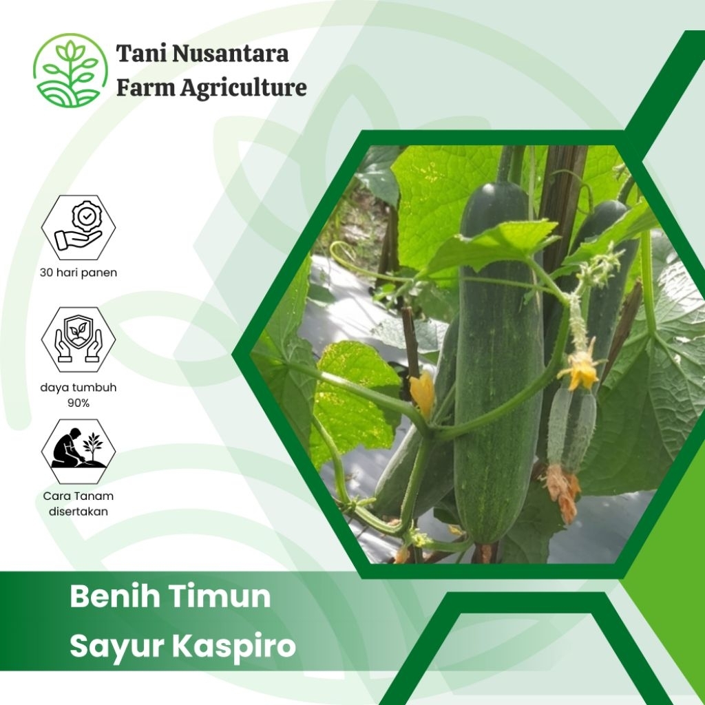 BENIH TIMUN KASPIRO TIMUN JEPANG KEMASAN 20GRAM (BENIH PAHLAWAN)