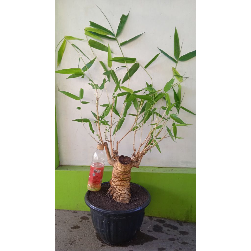 Bonsai Bambu Kuning