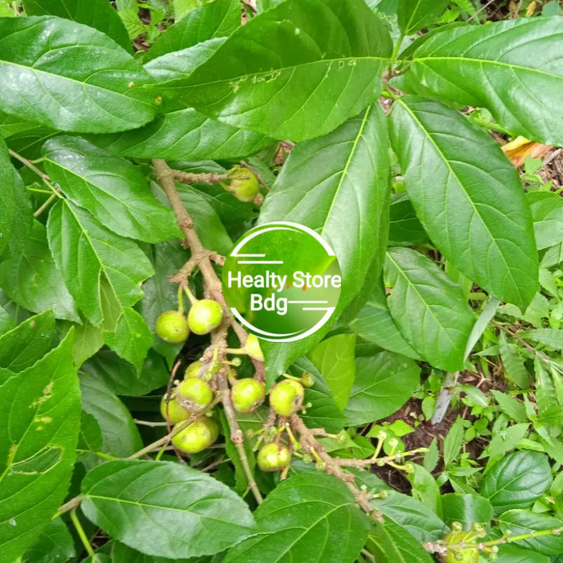 

Jual Daun pohon bisoro segar 500 gram