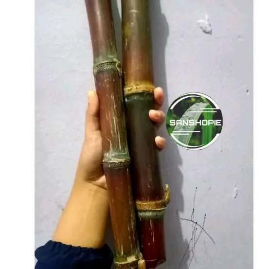 

Batang tebu merah segar 1 kg P 25-30 cm