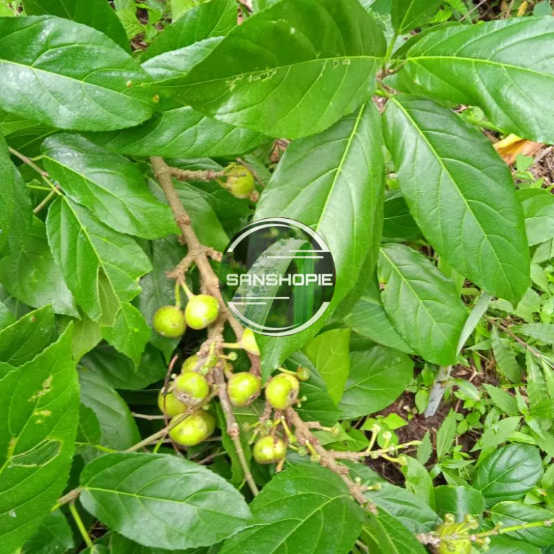 

Daun pohon bisoro segar petik langsung 500 gram