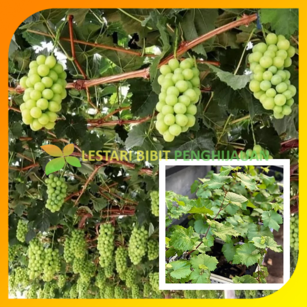 Bibit Anggur Import Shine Muscat Hasil Grafting
