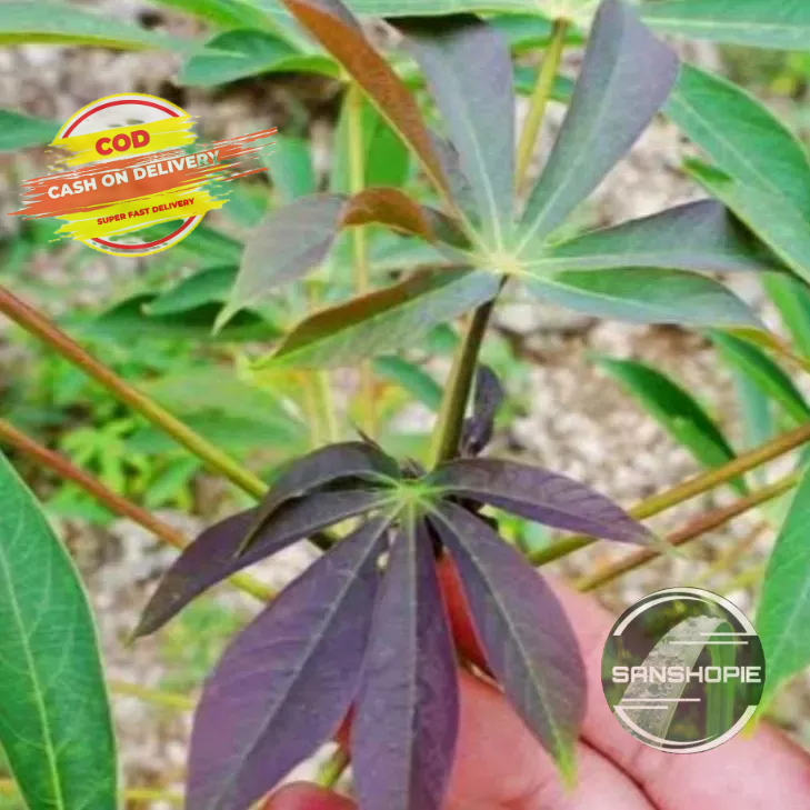 

Daun Singkong Sapikuru Segar 600 gram