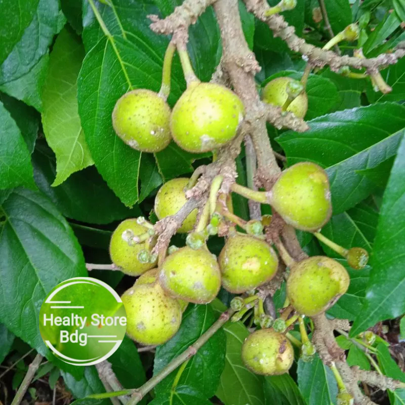 

Buah bisoro segar petik langsung per 1 kg