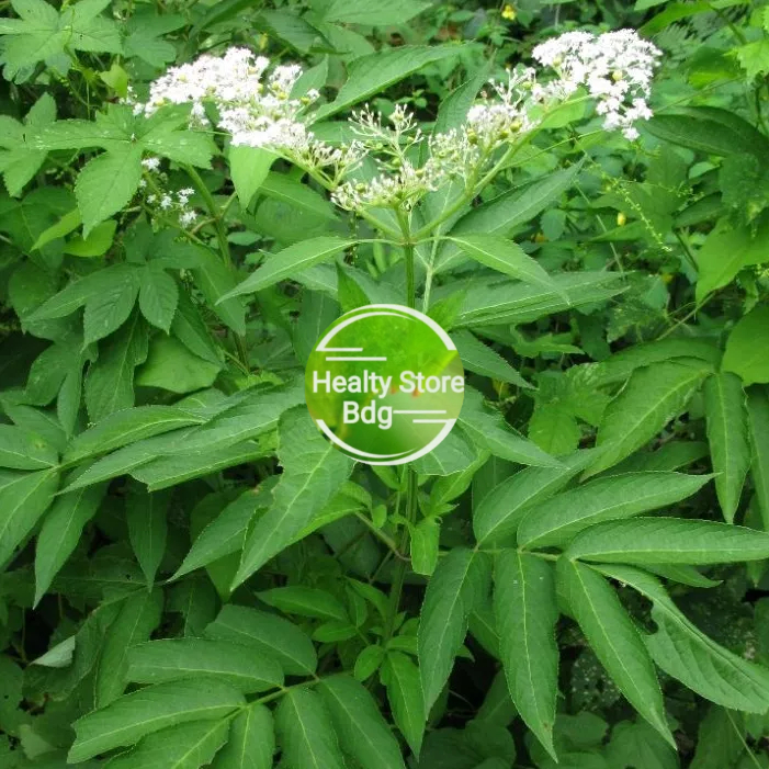 

Daun Sangitan segar Sambucus javanica 1kg