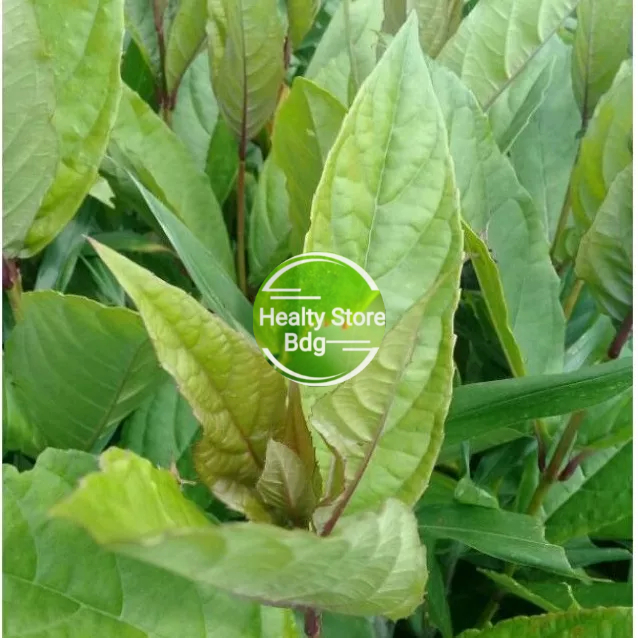 

Daun Semugu atau Srigunggu segar 250 gram