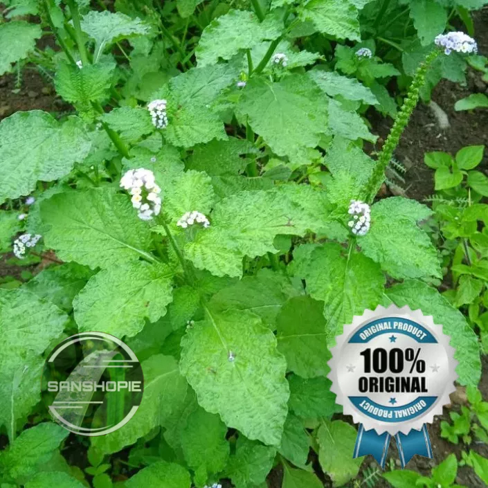 

Daun Sangketan Segar Per 500 gram