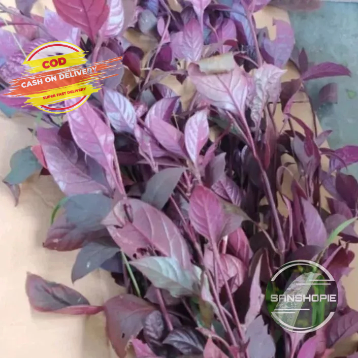 

Daun Handeuleum sieum daun ungu segar 500 gram