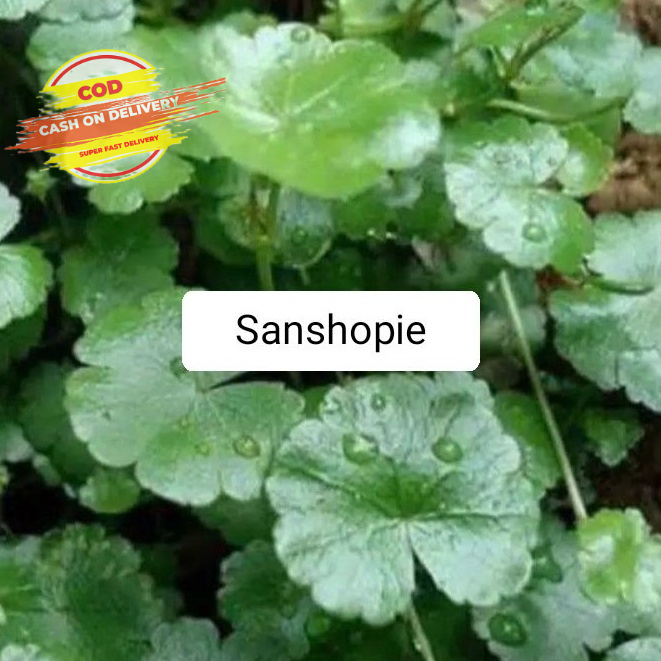 

Daun pegagan kecil daun antanan sawah antanan berit 250 Gram