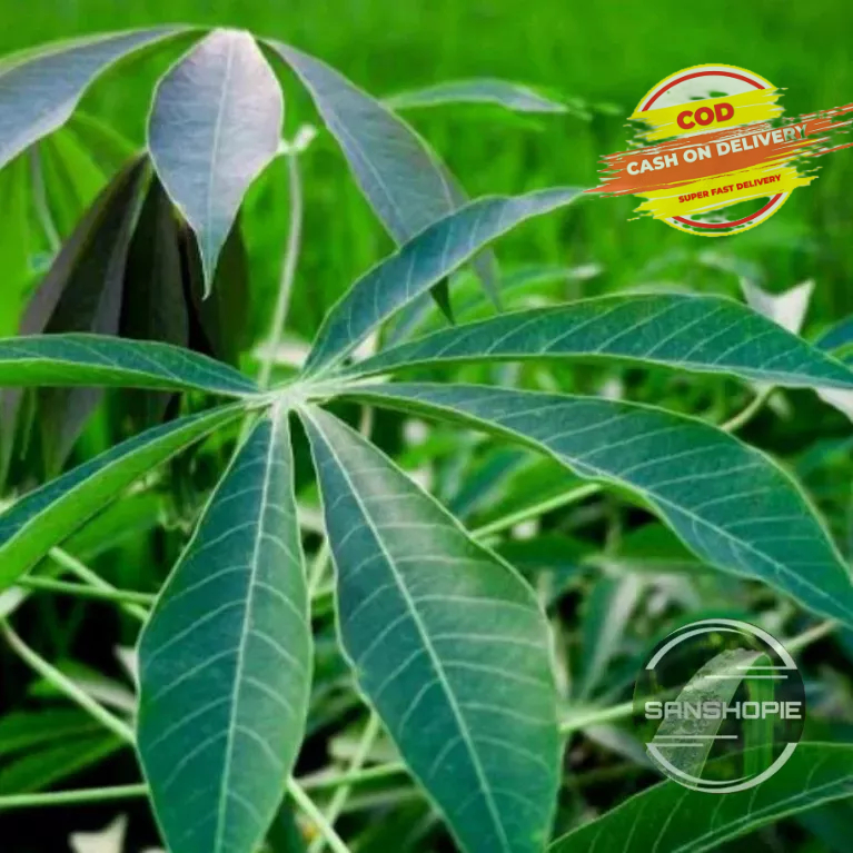 

Daun Singkong Sapikuru 1 kg petik langsung