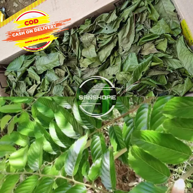 

Daun Kayu Afrika Kering Murni Daun Tanpa Batang