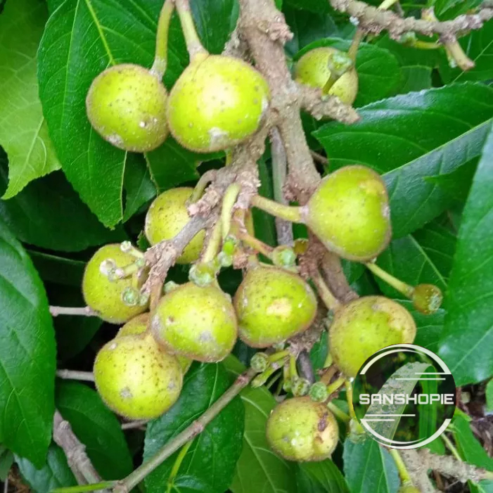 

Jual Buah Bisoro Segar Paket 1 kg