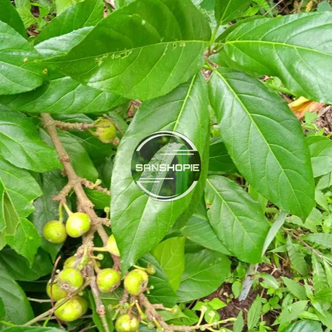 

Daun bisoro segar petik langsung paket 1 kg