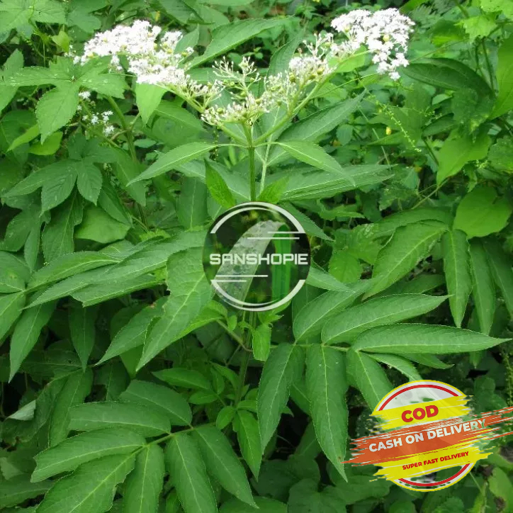 

Daun sangitan segar 1 kg petik langsung