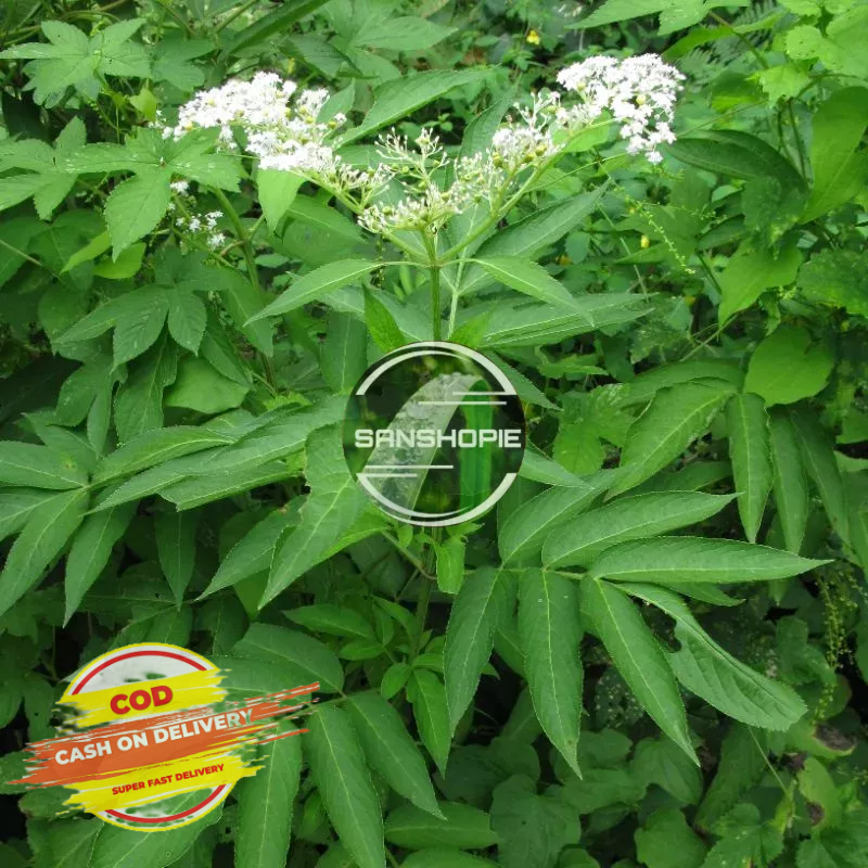 

Daun Sangitan Segar 500 gram petik langsung