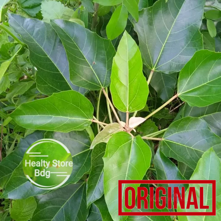 

Daun kemiri atau muncang segar per 1 kg