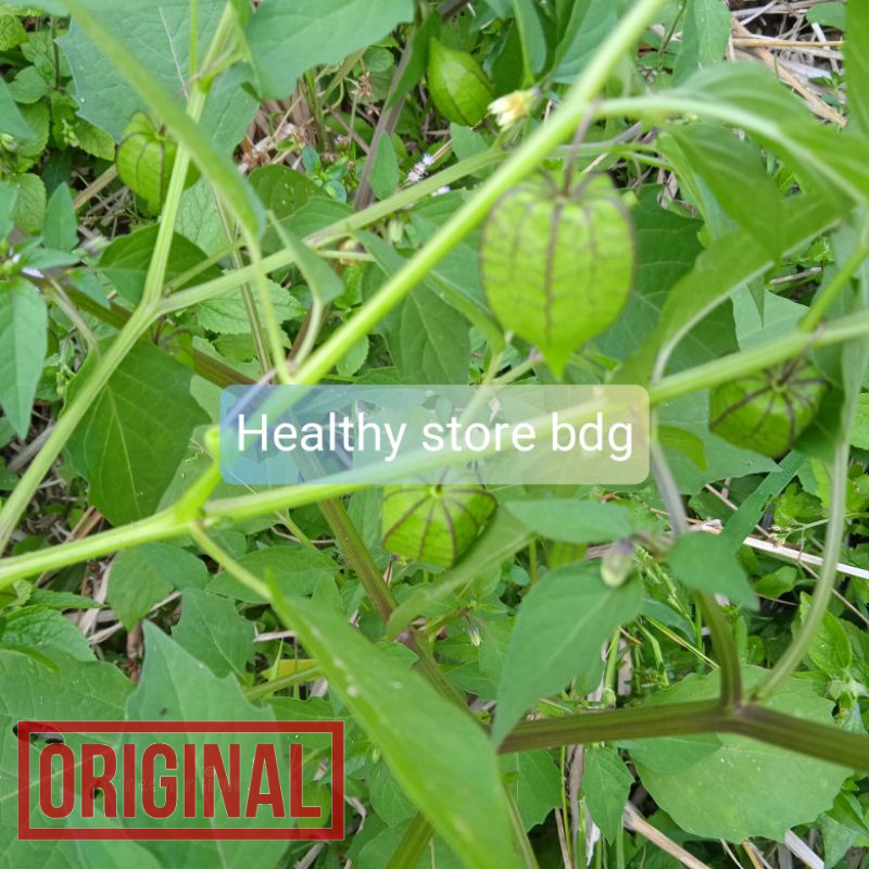 

Daun Ciplukan Atau Daun Cecenet Segar 1 kg
