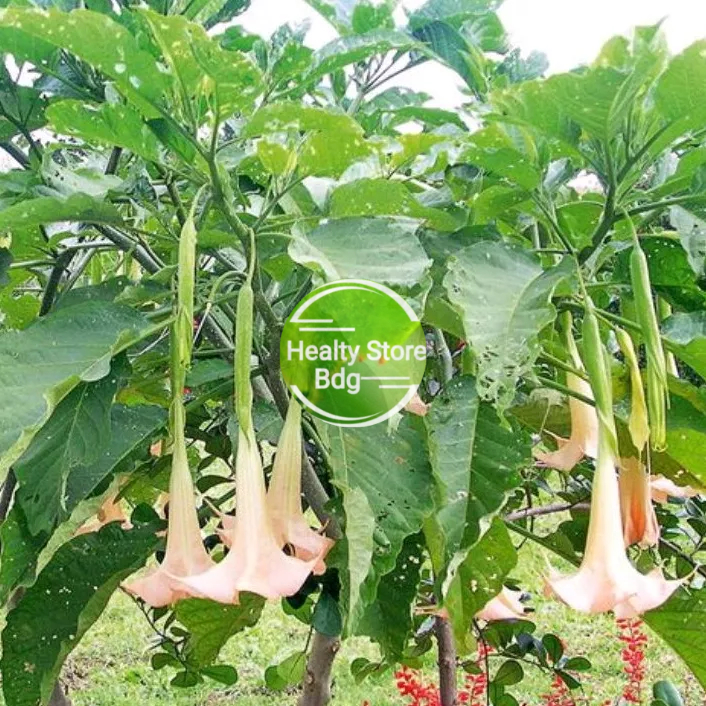 

Daun Kecubung Segar Petik Langsung Paket 1 kg