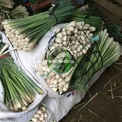 

Batang Sereh Jumbo sereh bangkok segar per 1 kg