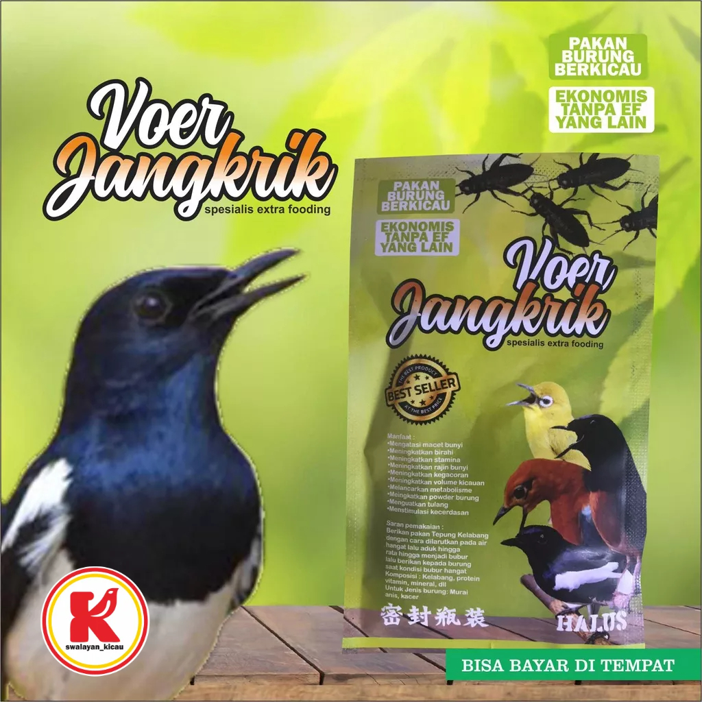 Voer jangkrik halus lembut untuk burung kacer bikin cepat gacor maksimal