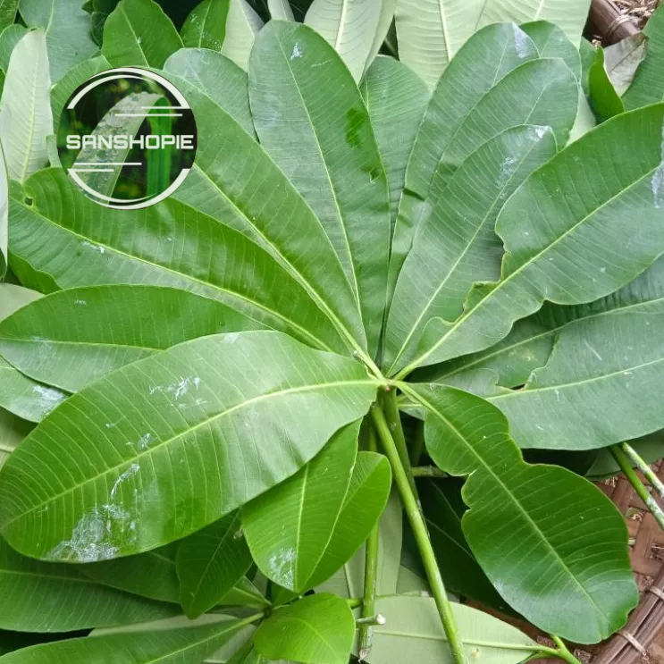 

Daun pule atau lame Segar Petik Langsung 250 gram