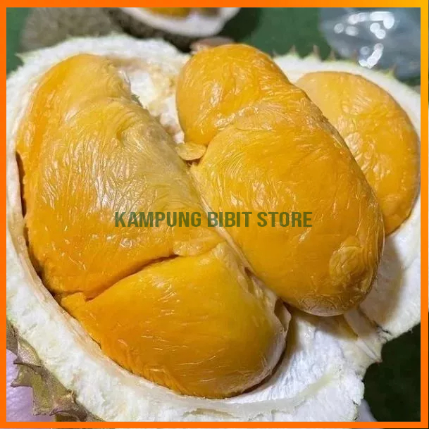 Bibit Durian Duri Hitam / bibit durian Ochee hasil okulasi