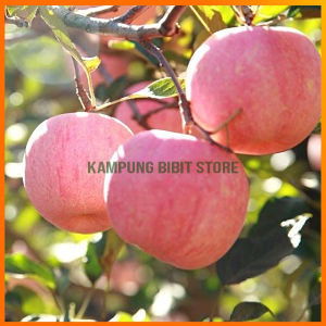 Bibit apel fuji cangkok cepat berbuah