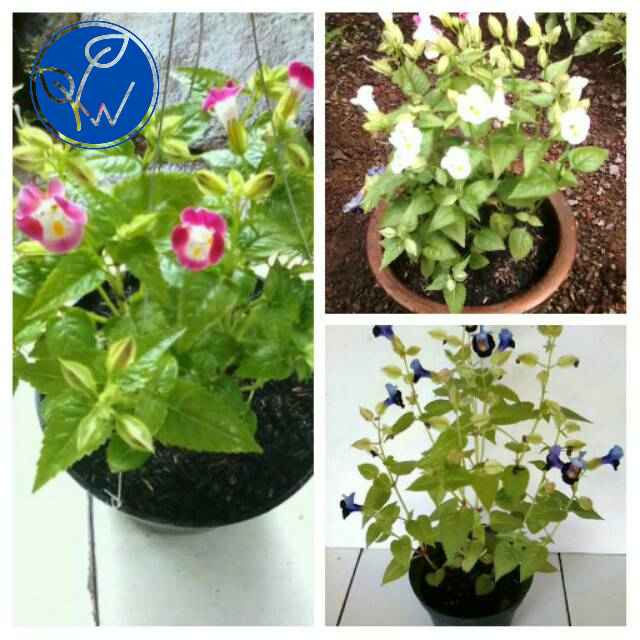 [LANGKA]  Bibit bunga torenia ungu,pink dan putih