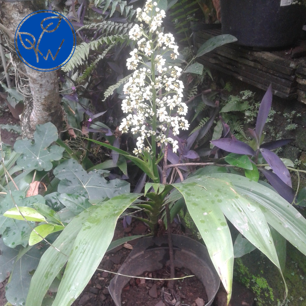 Bibit tanaman hias Poderosa Xiphidium caeruleum