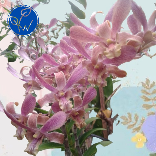 Bibit anggrek dendrobium jadulan bunga keriting Coklat muda masih keluarga capung