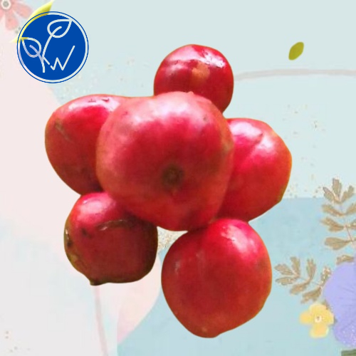 

Buah mahkota dewa segar bisa untuk herbal