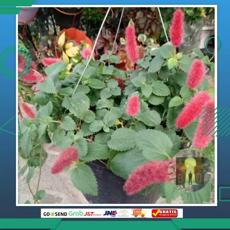 tanaman ekor kucing hias hidup Semarang Jawa Tengah jateng