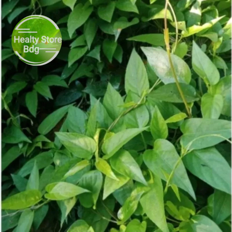 

Daun Kentutan Simbukan segar 250 gram