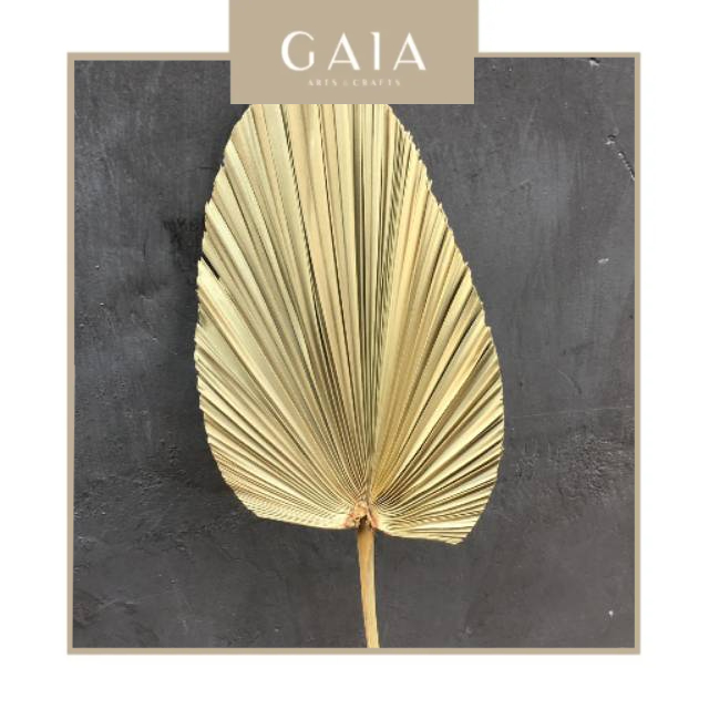 Daun Palem Kipas Kering Mini Warna Natural