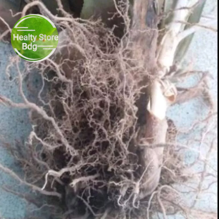 

Paket 500 gram Akar Pohon Nanas Merah Segar