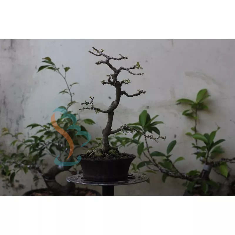 Bonsai Serut Bunjin Small