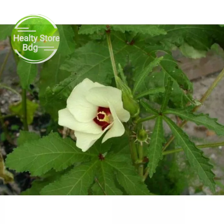 

Daun Kapasan kaworo Segar paket 1 kg