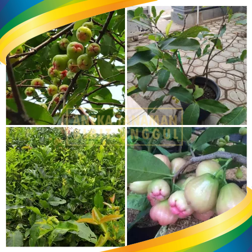 Bibit jambu air king rose unggul | Tanaman buah jambu king rose murah