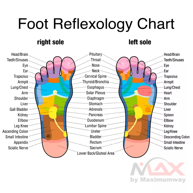 Foot Roller Terapi Pijat Telapak Kaki tekan ujung syaraf anti stress dan lelah badan tidak mudah sakit stroke darah tinggi pegal linu pusing mata merah mata berair 5 Raw Wooden Foot Roller Wood Care Massage Reflexology Relax Relief Massager Spa