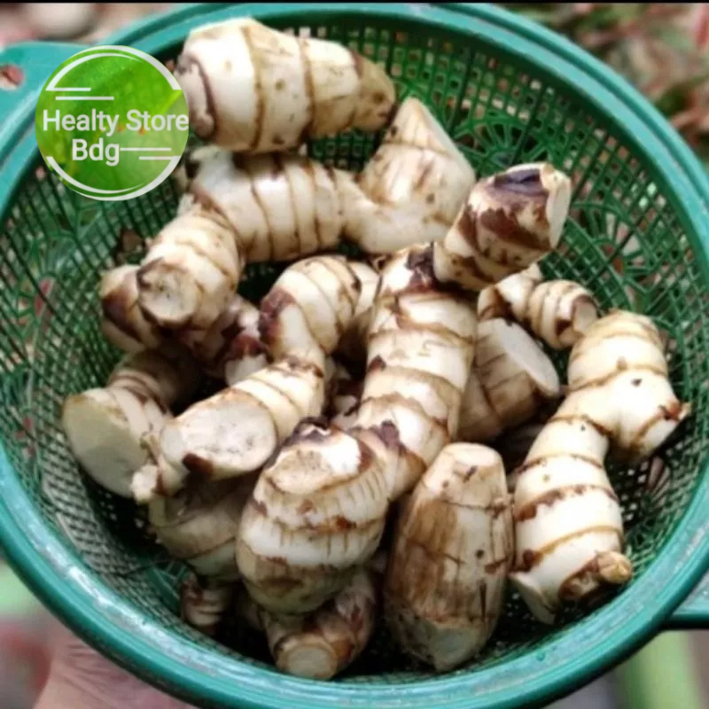 

Umbi ganyong ganyol putih segar 1 kg